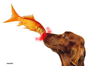 Fisch frisst Hund genügt im Direktmarketing nicht